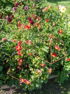 Parasol Plant Supports, Set Of 3 13 Parasol Plant Supports, Set Of 3 -Garden Sales 8611129 050 tif