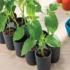Sili-Seedlings® Seedling Tray, 10-Cell -Garden Sales 8611886 50184 tif