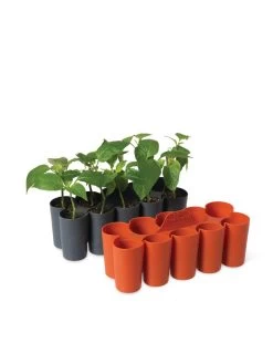Sili-Seedlings® Seedling Tray, 10-Cell -Garden Sales 8611886 5192 tif