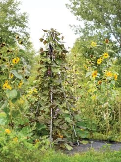 DIY Connector For Teepee Trellis 17 DIY Connector For Teepee Trellis -Garden Sales 8611896 062 tif