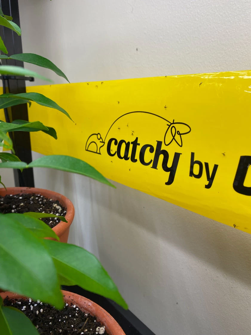 Catchy Natural Greenhouse Pest Protection Sticky Roll, 30’ 3 Catchy Natural Greenhouse Pest Protection Sticky Roll, 30’