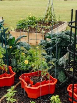 Deluxe Tomato Halos, Set Of 2 17 Deluxe Tomato Halos, Set Of 2 -Garden Sales 8612045 226 tif