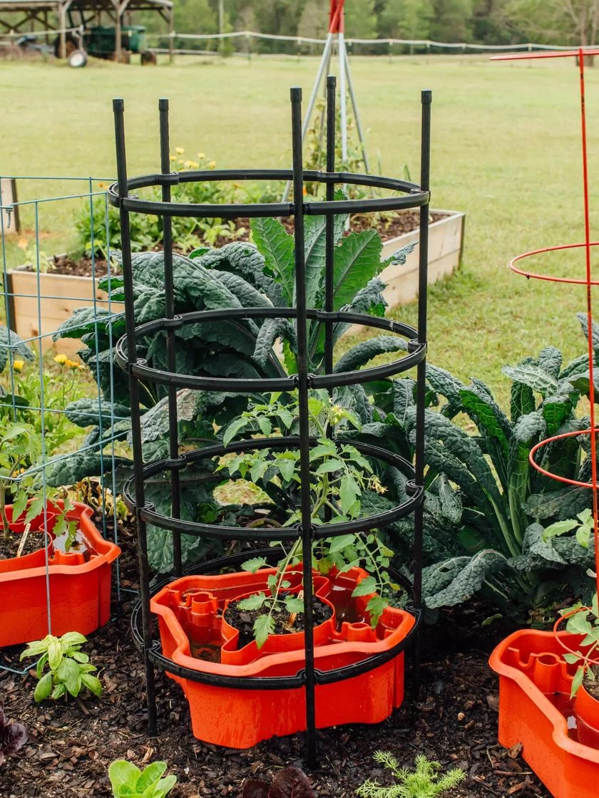 Deluxe Tomato Halos, Set Of 2 7 Deluxe Tomato Halos, Set Of 2 - Image 5