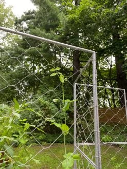 Chicken Wire Pea Trellis 20 Chicken Wire Pea Trellis -Garden Sales 8612718 7302