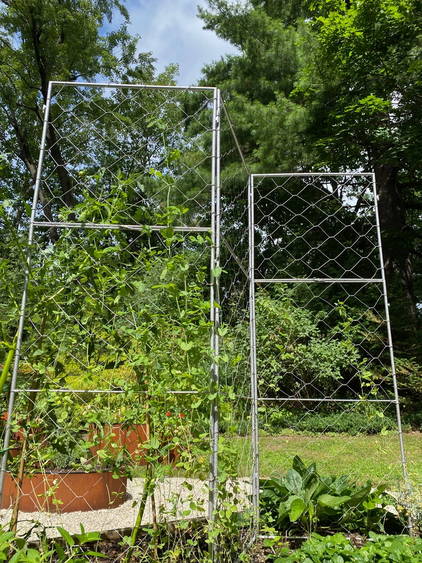 Chicken Wire Pea Trellis 4 Chicken Wire Pea Trellis - Image 2
