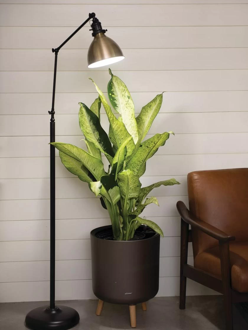 Alden Grow Lamp 3 Alden Grow Lamp