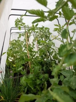 Cotton All Purpose Garden Cover 10 Cotton All Purpose Garden Cover -Garden Sales 8612815 0039 tif