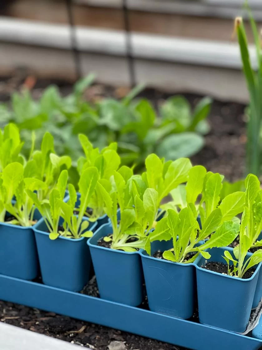 Gardener's Best® XL Seed Starting Kit 5 Gardener's Best® XL Seed Starting Kit - Image 3