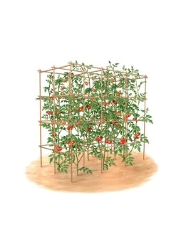 Tomato Six Pack Support 17 Tomato Six Pack Support -Garden Sales 8613143 art flat