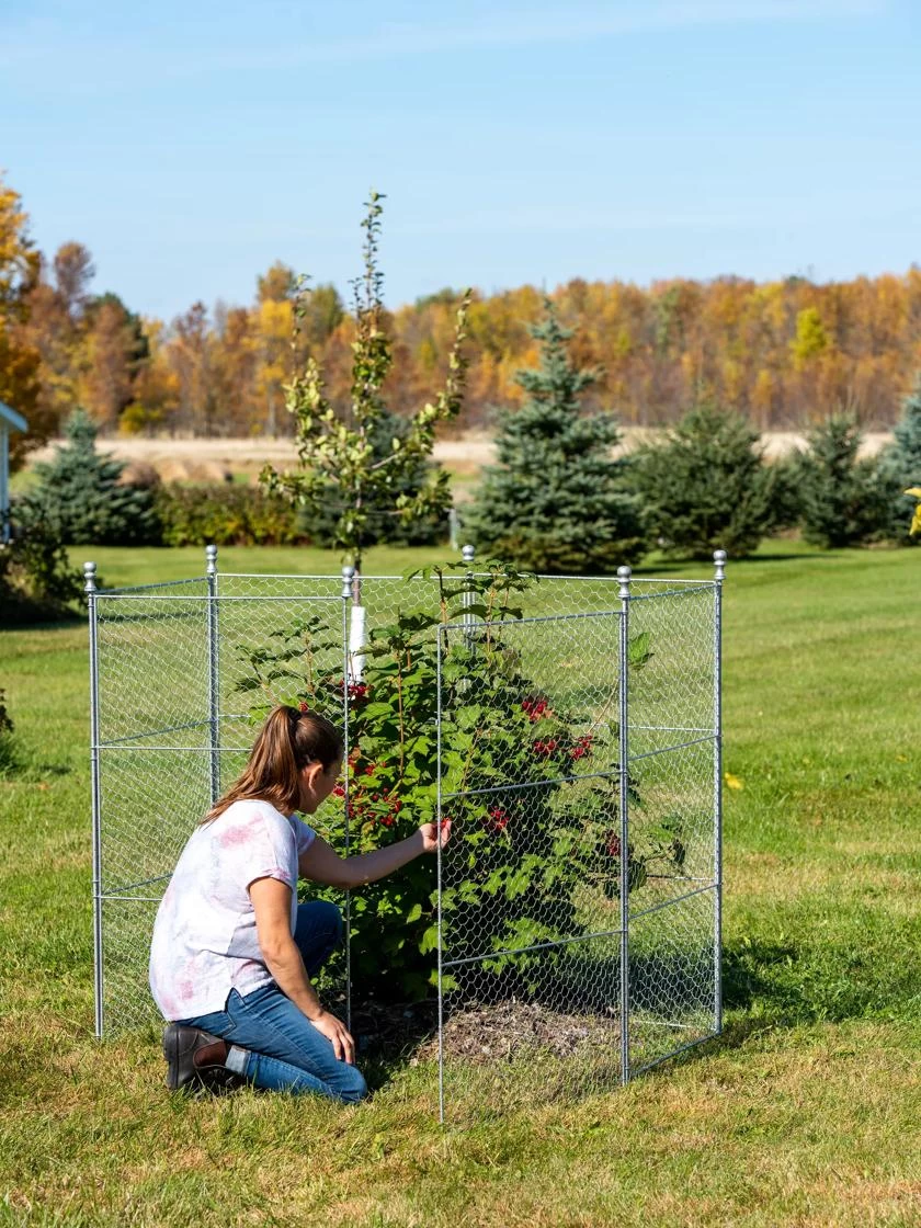 Tall Chicken Wire Critter Fence With Gate 5 Tall Chicken Wire Critter Fence With Gate - Image 3