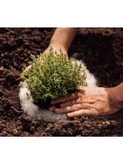 Hortiwool ®, 5 Pad Pack 13 Hortiwool ®, 5 Pad Pack -Garden Sales 8613263 06v