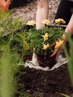 Hortiwool ®, 5 Pad Pack 15 Hortiwool ®, 5 Pad Pack -Garden Sales 8613263 12v