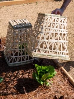 Bamboo Cloche, Set Of 2 -Garden Sales 8613351 0157