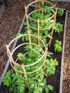 Bamboo Tomato Cages, Set Of 3 13 Bamboo Tomato Cages, Set Of 3 -Garden Sales 8613426 6916