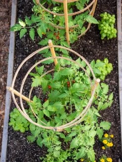 Bamboo Tomato Cages, Set Of 3 14 Bamboo Tomato Cages, Set Of 3 -Garden Sales 8613426 6921