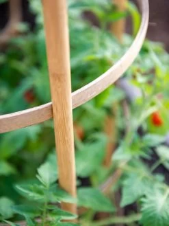Bamboo Tomato Cages, Set Of 3 16 Bamboo Tomato Cages, Set Of 3 -Garden Sales 8613426 6924