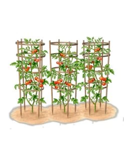 Bamboo Tomato Cages, Set Of 3 18 Bamboo Tomato Cages, Set Of 3 -Garden Sales 8613426 art