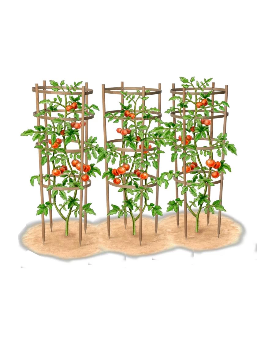 Bamboo Tomato Cages, Set Of 3 10 Bamboo Tomato Cages, Set Of 3 - Image 8