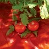 Red Tomato Mulch -Garden Sales GS30005 07
