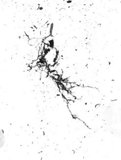 GrowLab® Compact 3-Tier Light Garden With Classroom Guide 9 GrowLab® Compact 3-Tier Light Garden With Classroom Guide -Garden Sales gstrootscan 02 1